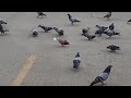 Breakfast with Pigeons
