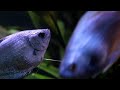 All About Dwarf Blue Gourami (Powder Blue Gourami): Metallic Blue Fish!
