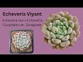 97 Echeveria laui HYBRIDS | MOODY BLOOMS