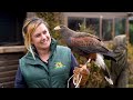 Meet the Harris Hawk