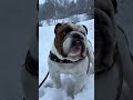 Owning An English Bulldog - A Day In The Life Of You -ENGLISH BULLDOGS