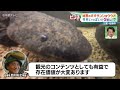 【秘書のオオサンショウウオ】６月いっぱいでクビに!? 三重・名張市