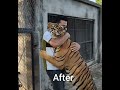 Tiger cub to big size  | Nouman Hassan Vlogs |