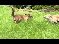 fox cubs playing in my back garden