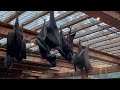 HUGE Flying Fruit Bats Perched at the Columbus Zoo