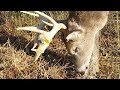 Ohio Whitetail Buck Harvest 2023