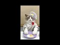 That Little Puff | Cats Make Food 😻 | Kitty God & Others | TikTok 2024 #109