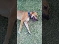 Minature Pinscher vs Black mouth cur mix