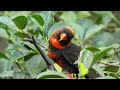 Tropical Rainforest Birds | Life Of Birds In Jungle | Scenic Cinema With Birds & Forest Sounds