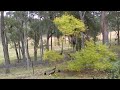 Yellow-Tailed Black Cockatoos