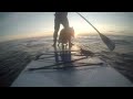 Paddleboard dog out to sea at sunset