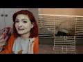 REACTING to my subscribers GUINEA PIG ENCLOSURES!