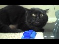 Funny cat crying and hissing (REALLY FUNNY)