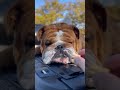 ENGLISH BULLDOG - Cutest and Funniest BULLDOGS Compilation