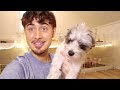 Life With 18 Animals! 🐰🐹🐶 PET VLOG