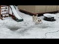 Dogs playing in the snow