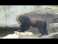 Gorilla getting ready for a nap after lunch | Gorillas unbelievably like humans | San Francisco Zoo