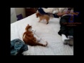Funny dogs annoying cats - Cute animal compilation