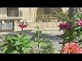 🦋Watch: Swallowtail Butterflies Visiting Zinnia Flowers🌼🌼🌼