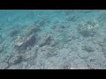 Snorkeling Parrotfish at Black Sand Beach 49