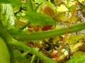 Harvested Garden