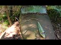 Old Chevy marooned in the woods