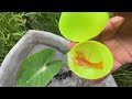 Eel Hunting By Tiny Lake, Three Tailed Fish, Ornamental Fish, Koi Fish, Turtle, Guppies, Catfish