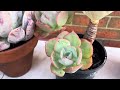 What to do with SUCCULENT’s DRIED LEAVES