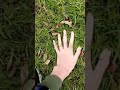 I went outside and finally touched grass