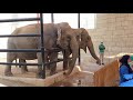 #AFRICAN_BUS_ELEPHANT | #LONGEST_PREGNANCY_ANIMALS |TWENTY TEO MONTHS PREGNANCY #short #african