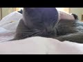 Mintz the cat #purring #sleeping #cat lovetnlife.com