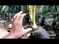 prawatan bonsai kelapa setelah pruning