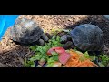 Aldabra tortoises enjoying a cool snack