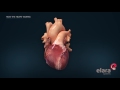 Heart in 3D Animation: How the Heart Works