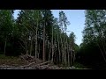 alder trees in no harvest zone