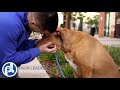 How to use a Slip Lead- with Steve from Pack Leader Dogs
