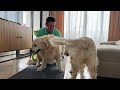 What does a workout look like when you have a Golden Retrievers!