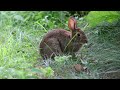 EXTRA-RELAXING Music for Rabbits - Soothe Anxious Bunnies FAST 💤🐰
