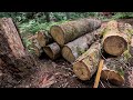 the oddity of white oak logs, in the land of rain.