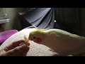 Parrot devouring a pasta in seconds! -Lorito devora una pasta en segundos