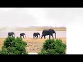 Elephant and his babies walking on the lake side