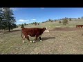 Story 44- Our life in the Valley #countrylife #cows  #wildlife #ranchlife #pets