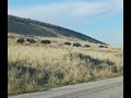 Bison Herd on Antelope Island Salt Lake Utah