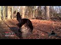 Gobblers Spitting and Drumming - Calling All Turkeys