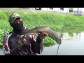 big snakehead fishing