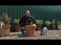 How to Plant Roses in Containers