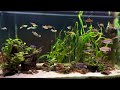 African tetras with Steatocranus casuarius