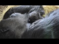 Baby Gorilla Bonding at Lincoln Park Zoo