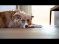 Dog Silencer Max - Unboxing & Set-up Guide