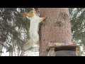 Белка узнала и бежит за морковкой - The squirrel recognized me and runs after the carrot